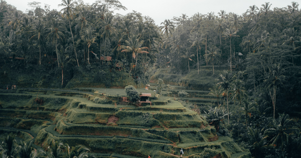 Is Bali Dead? Digital Nomad Drama with a Kernel of Truth